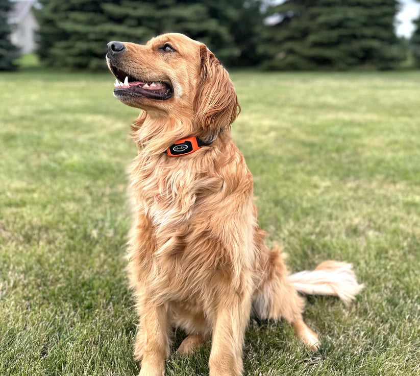 Dog Training E-Collar with Remote – 1000 Yard Range, Rechargeable Waterproof Shock Collar with 5 Training Modes &amp; LED Light